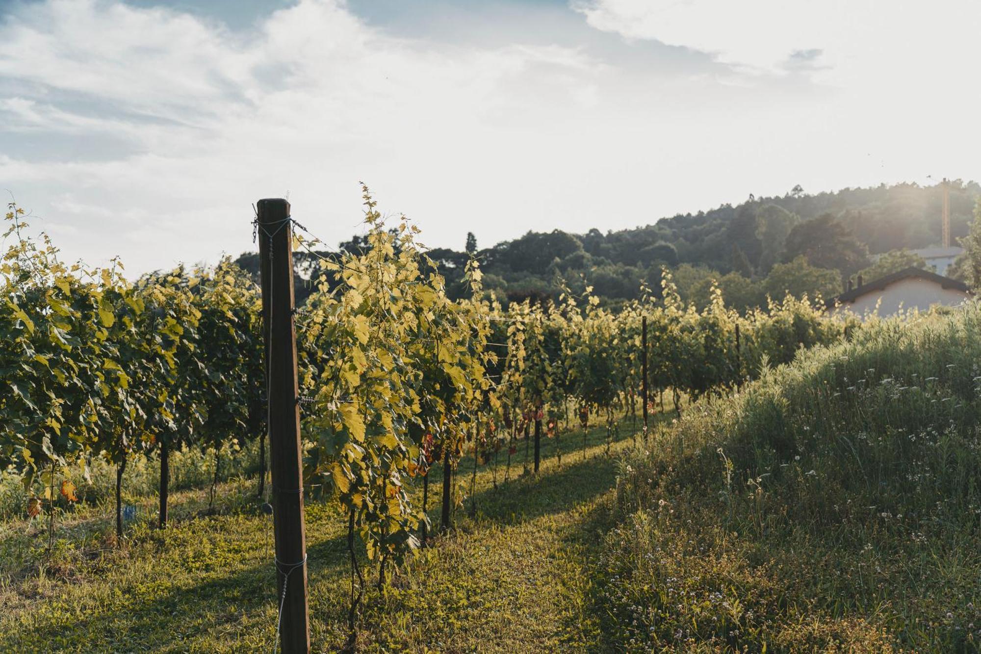Tenuta Ronco Regio San Fermo della Battaglia Kültér fotó